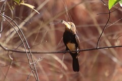 Brachygalba lugubris