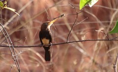 Brachygalba lugubris