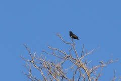 Chelidoptera tenebrosa