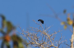 Chelidoptera tenebrosa