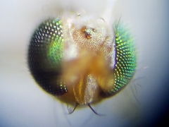 Stenomicra