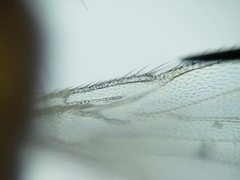 Stenomicra
