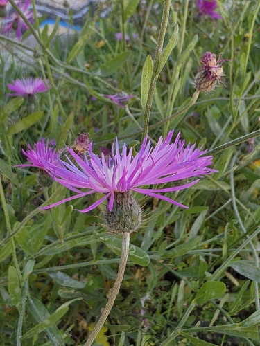 Image of Volutaria muricata by (c) Jacek Pietruszewski, some rights reserved (CC BY)