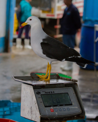 Larus belcheri