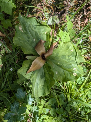 Trillium kurabayashii, photograph 5