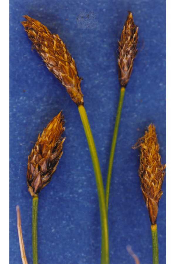 Carex subnigricans
