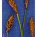 Carex subnigricans - Photo (c) "<a href=""http://www.fs.fed.us/rm/boise/teams/shrub/shaw.htm"">USDA FS RMRS Boise Aquatic Sciences Lab</a>.", osa oikeuksista pidätetään (CC BY-NC-SA)