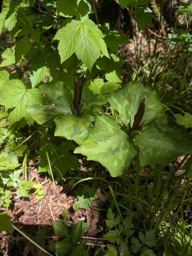 Trillium kurabayashii, photograph 4
