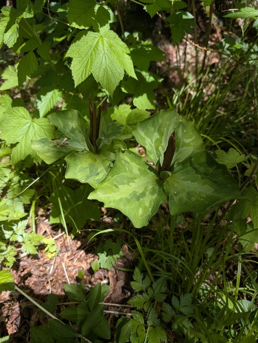 giant purple wakerobin (Trillium kurabayashii)