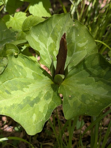 Trillium kurabayashii, photograph 3