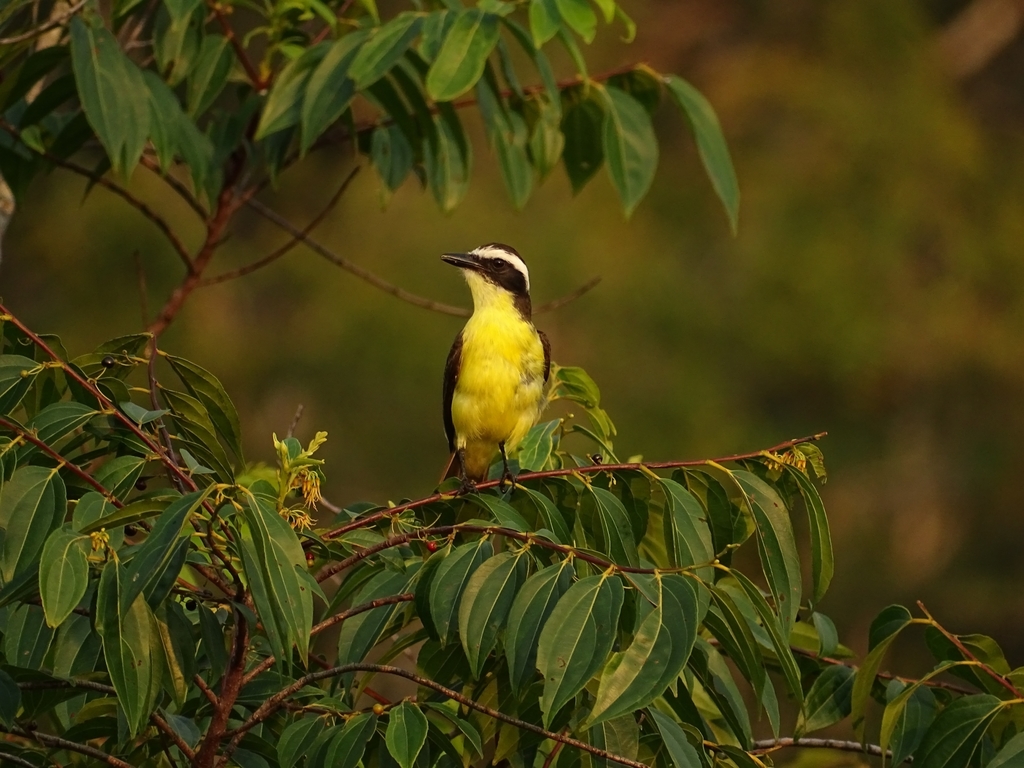 Yellow-throated Flycatcher photo