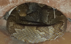 Trimorphodon paucimaculatus