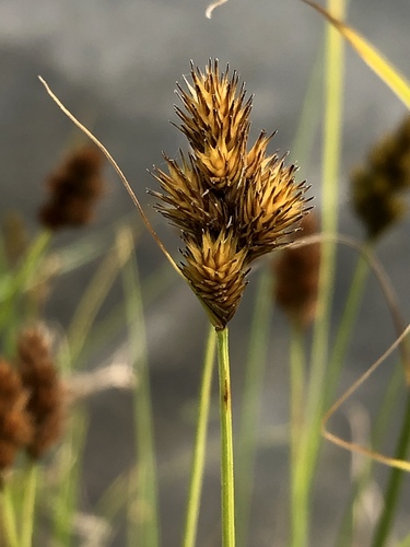 Carex crawfordii