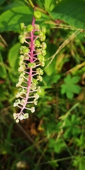 Phytolacca americana