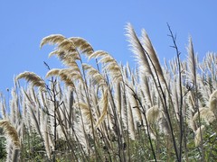 Austroderia splendens