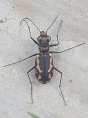 Cicindela hydrophoba