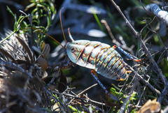 Polyzosteria mitchelli