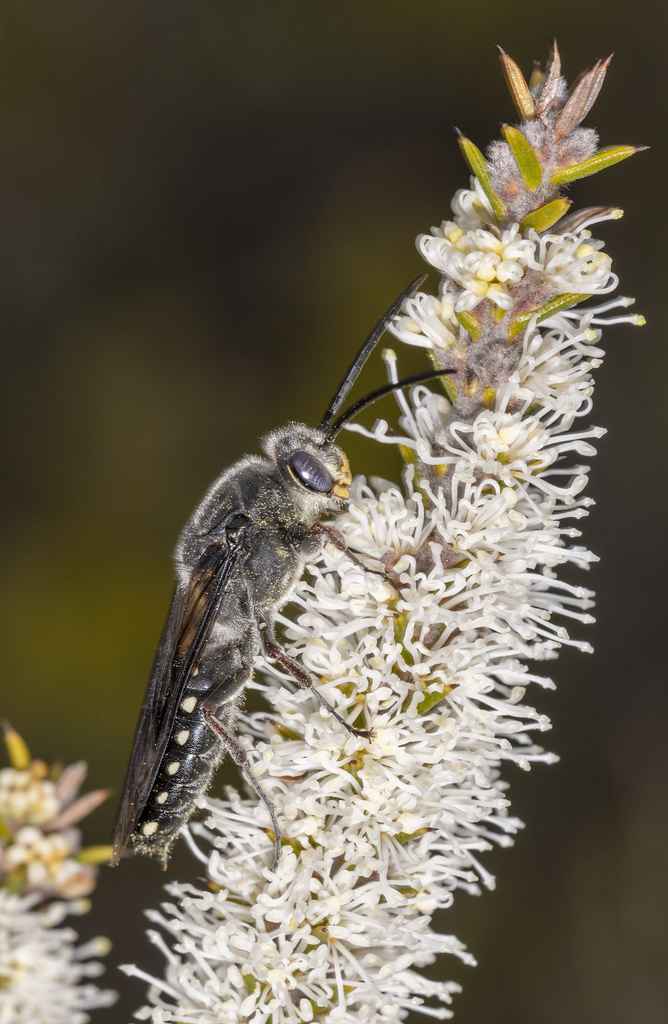 Zaspilothynnus maturus