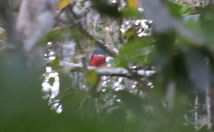 Trogon melanurus