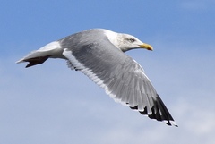 Vega Gull photo 2