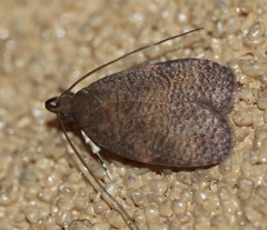 Peritornenta
