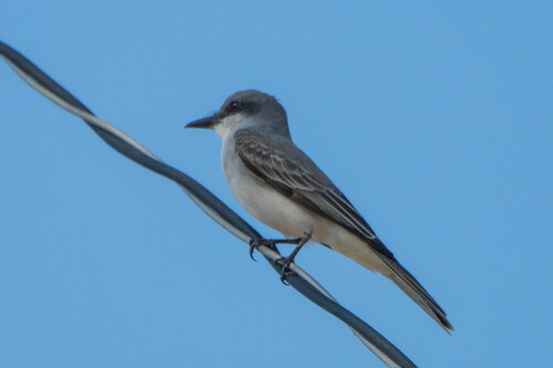 Gray Kingbird