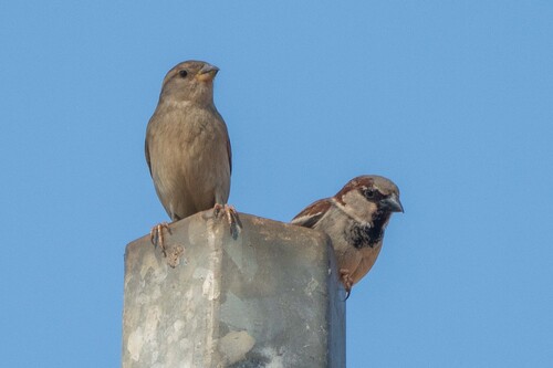 House Sparrow