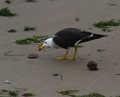 Larus belcheri