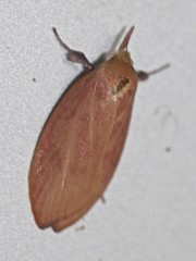 Wingia rectiorella