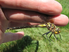 Somatochlora hineana