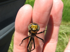 Somatochlora hineana