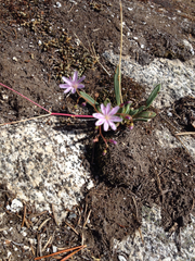 Lewisia columbiana