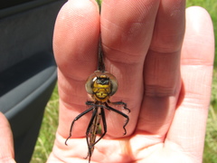 Somatochlora hineana
