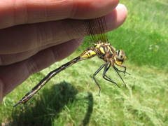 Somatochlora hineana