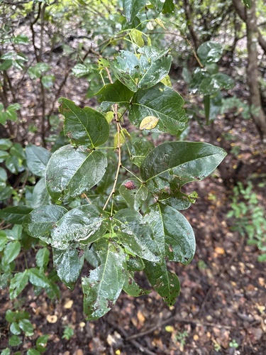Chamaecrista ensiformis ensiformis