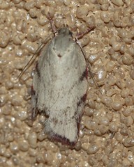 Euchaetis inceptella