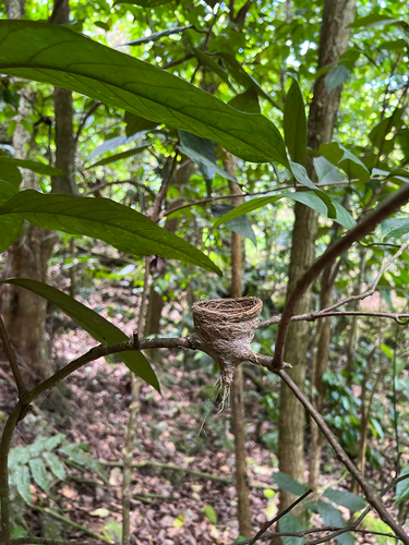 Micronesian Rufous Fantail (Rhipidura versicolor), photo 3