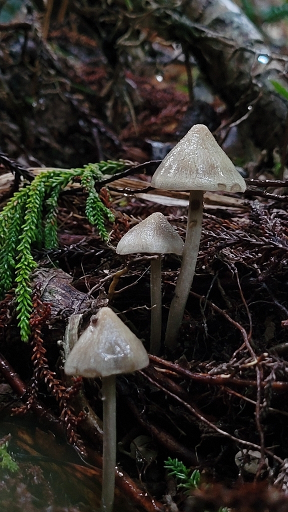 Entoloma canoconicum · April 2025 · photo: © s83482 (iNaturalist, cc-by)