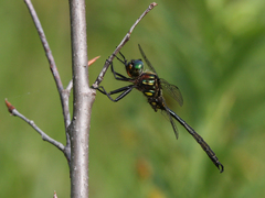 Somatochlora hineana