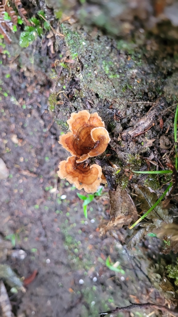 Podoscypha petalodes · April 2025 · photo: © s83482 (iNaturalist, cc-by)