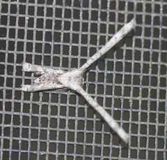 Phazaca interrupta