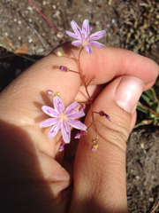 Lewisia columbiana