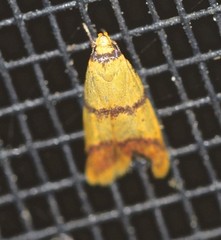 Heteroteucha distephana