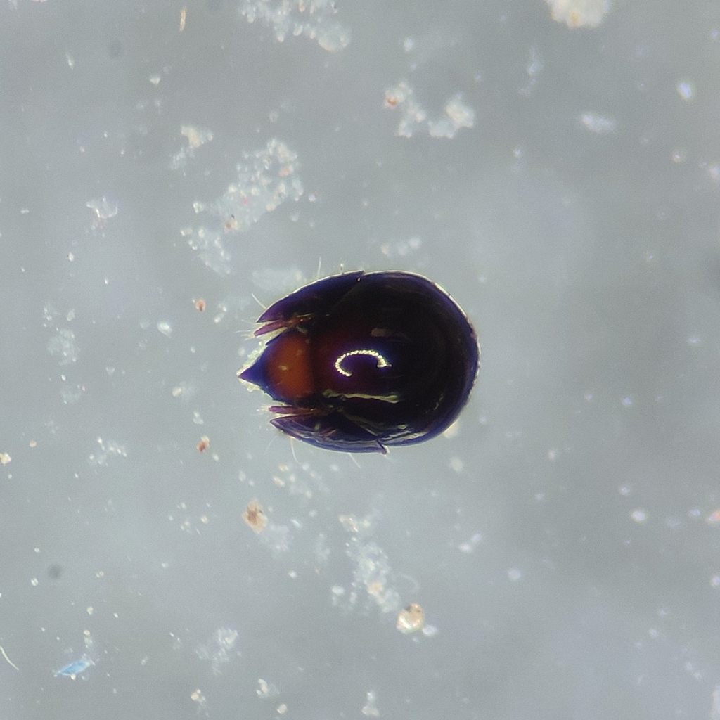 Galumnellidae