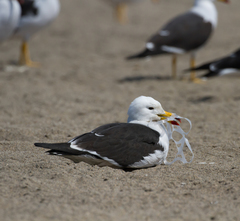 Larus belcheri