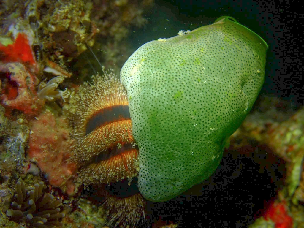 Mespilia globulus
