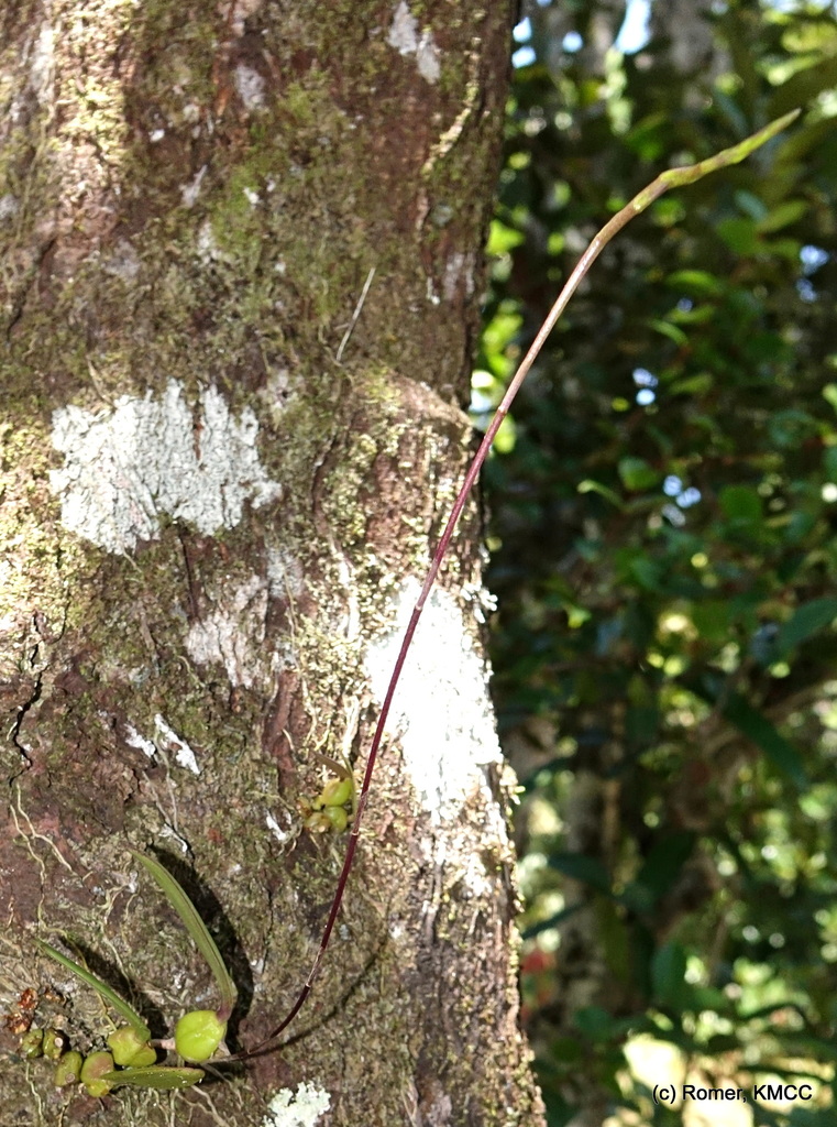 Bulbophyllum erectum