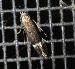 Aproaerema simplexella