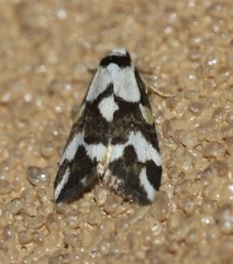Thallarcha staurocola