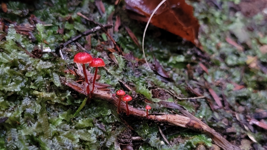 Cruentomycena viscidocruenta · April 2025 · photo: © s83482 (iNaturalist, cc-by)